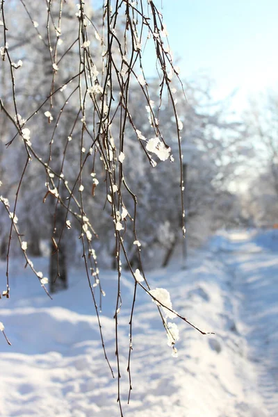 寒い冬の植物 冬の風景 はがきとして使用することができます — ストック写真