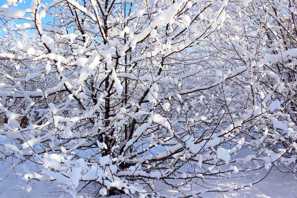 Zmrzlé Zimní Rostliny Zimní Krajina Lze Použít Jako Pozadí Tapetu — Stock fotografie