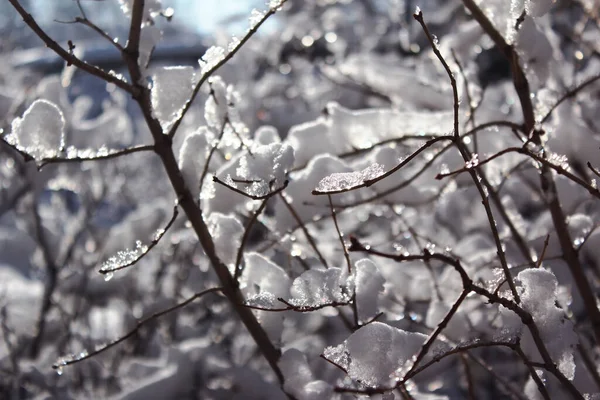 Zmrzlé Zimní Rostliny Zimní Krajina Lze Použít Jako Pozadí Tapetu — Stock fotografie