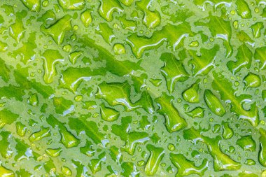 Yaprağın üzerindeki su damlacıkları, güzel doğal arka plan.