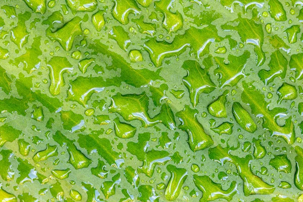 Yaprağın üzerindeki su damlacıkları, güzel doğal arka plan.