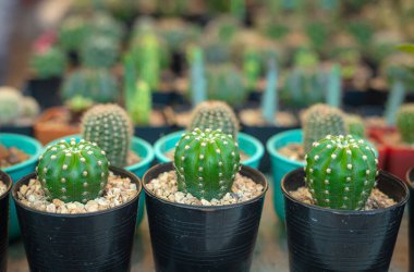 Farklı tencere çeşitli kaktüs ve etli bitki topluluğu.