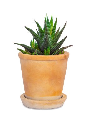 Genel adı Zebra Bitkisi, bilimsel adı Haworthia Fasciata.