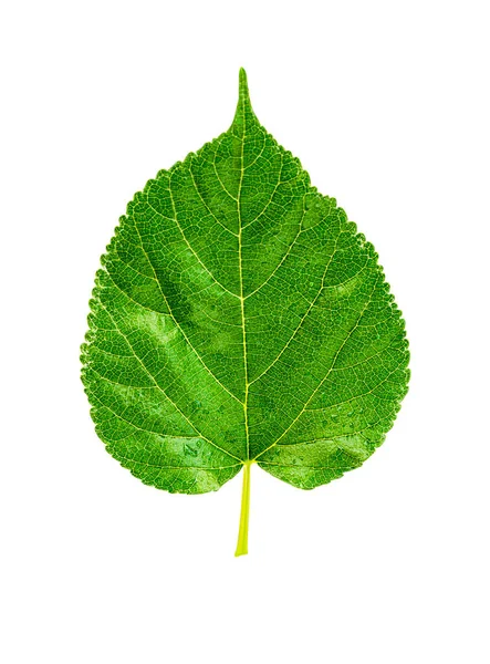 Green Leaves Isolated Beautiful White Background — Photo