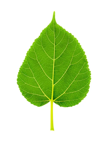 Fresh Green Leaves Shaping Beautiful White Background Stock Image