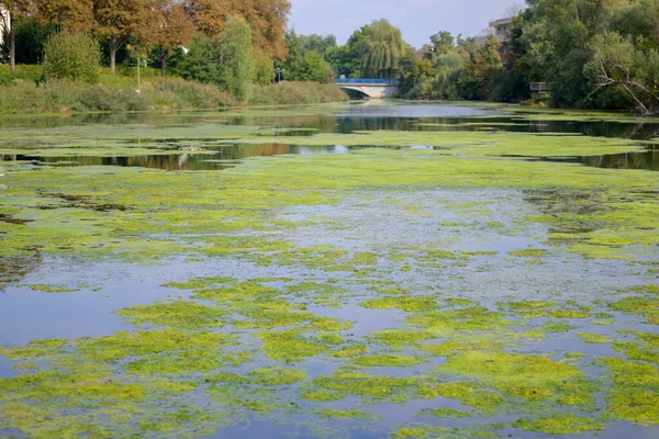 Water weed choking a tranquil river with overhanging trees on the banks and reflections on the water with a view to a distant bridge