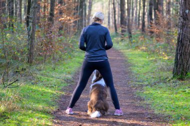 Köpeğini oturması için eğiten sportif bir kadın. Parkta ya da ormanda dikiliyor. Arkadan bakıyor.