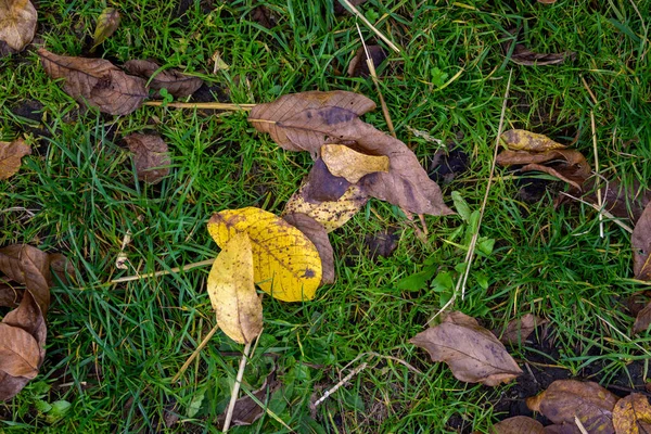 秋には黄色と茶色の葉を持つ緑の芝生のトップビュー — ストック写真