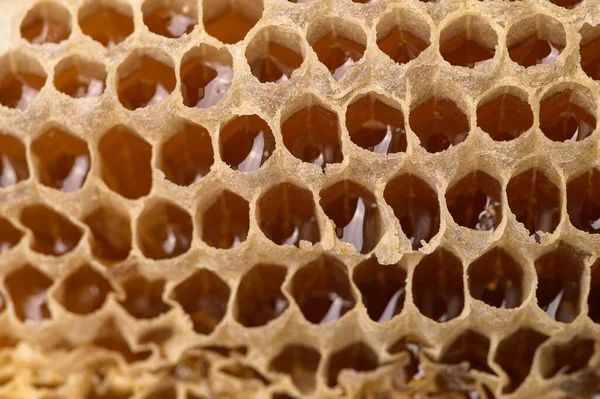 マクロハニカム蜂蜜の性質 — ストック写真