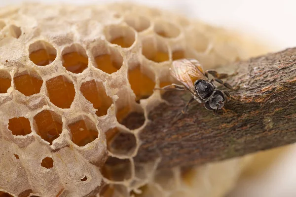 Макро Бджола Медонос Природа — стокове фото