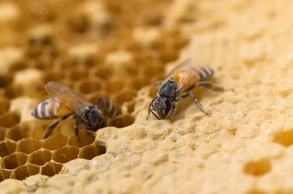 Charakter Makro Pszczoły Plastra Miodu — Zdjęcie stockowe