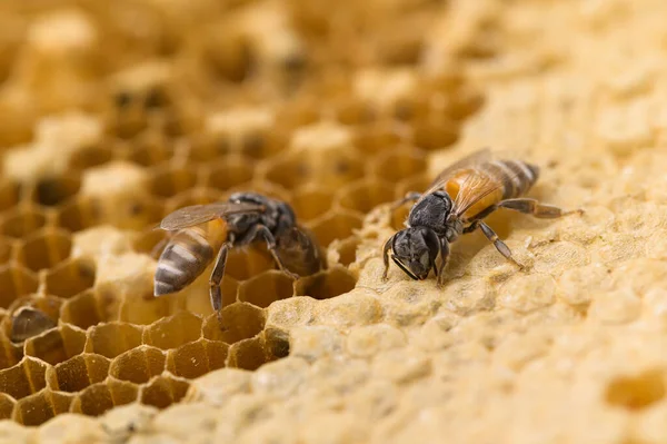 Charakter Makro Pszczoły Plastra Miodu — Zdjęcie stockowe