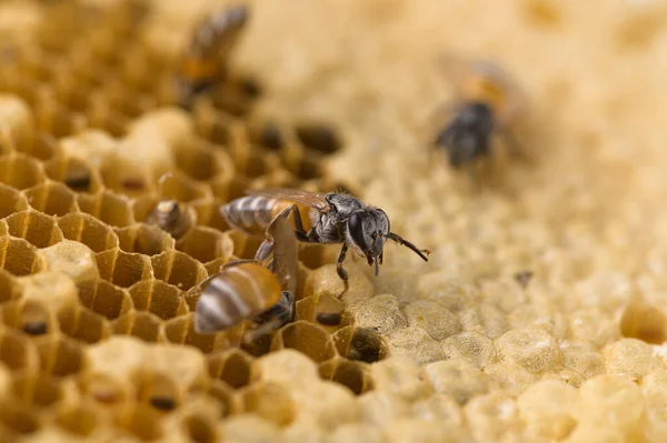 Charakter Makro Pszczoły Plastra Miodu — Zdjęcie stockowe