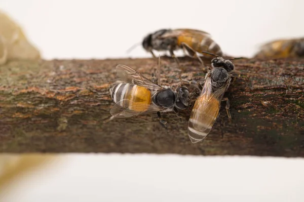 Charakter Makro Pszczoły Plastra Miodu — Zdjęcie stockowe