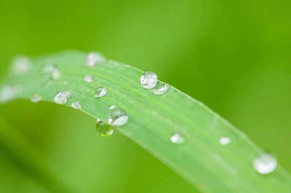 Macro Gouttelettes Eau Sur Les Feuilles Dans Nature — Photo