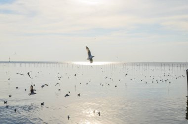 Kuşlar, martılar, uçmak, kalacak yer, tatil köyleri, Bang Pu, Samut Prakan, Tayland