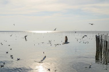 Kuşlar, martılar, uçmak, kalacak yer, tatil köyleri, Bang Pu, Samut Prakan, Tayland