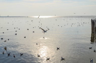 Kuşlar, martılar, uçmak, kalacak yer, tatil köyleri, Bang Pu, Samut Prakan, Tayland