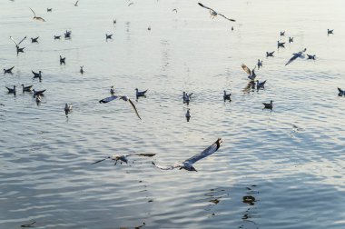 Kuşlar, martılar, uçmak, kalacak yer, tatil köyleri, Bang Pu, Samut Prakan, Tayland