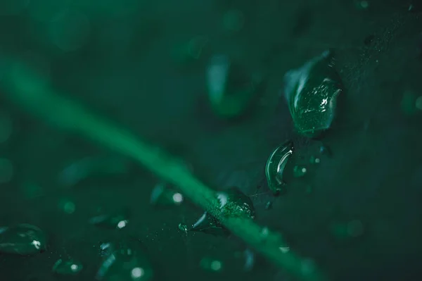 Макро Капли Воды Листьях Любят Окружающую Среду — стоковое фото