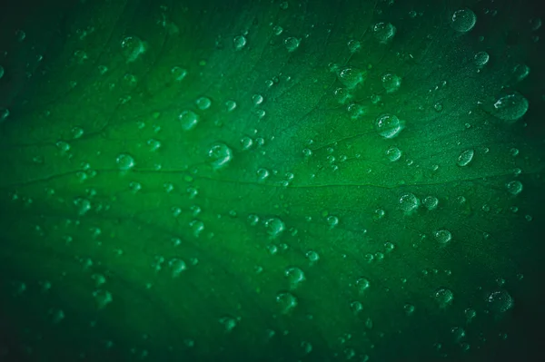 Gotas Água Macro Folhas Amam Meio Ambiente — Fotografia de Stock