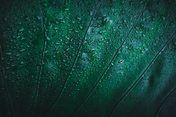 Makro Wassertropfen Auf Blättern Lieben Die Umwelt — Stockfoto