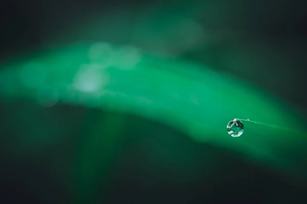 Macro Gocce Acqua Sulle Foglie Amano Ambiente — Foto Stock