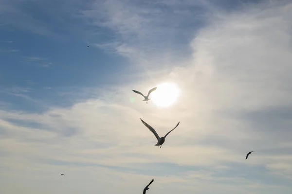 Birds Seagulls Flying Accommodation Resorts Bang Samut Prakan Thailand — Stock Photo, Image