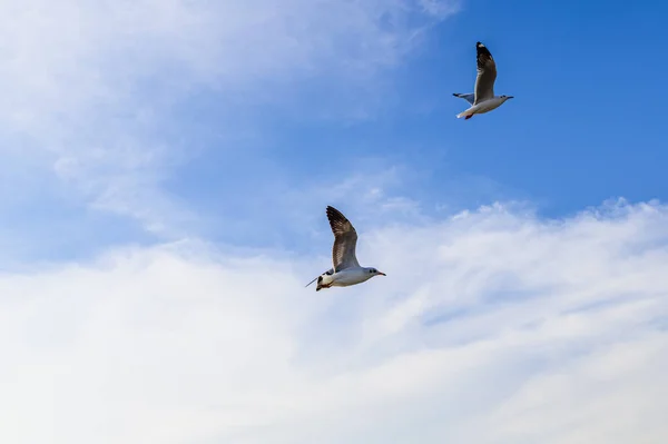 Birds Seagulls Flying Accommodation Resorts Bang Samut Prakan Thailand — Stock Photo, Image