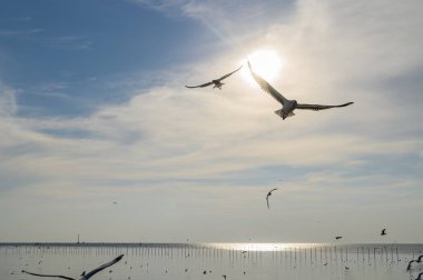 Kuşlar, martılar, uçmak, kalacak yer, tatil köyleri, Bang Pu, Samut Prakan, Tayland