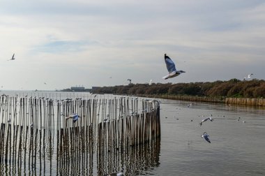 Kuşlar, martılar, uçmak, kalacak yer, tatil köyleri, Bang Pu, Samut Prakan, Tayland