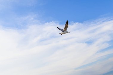 Kuşlar, martılar, uçmak, kalacak yer, tatil köyleri, Bang Pu, Samut Prakan, Tayland