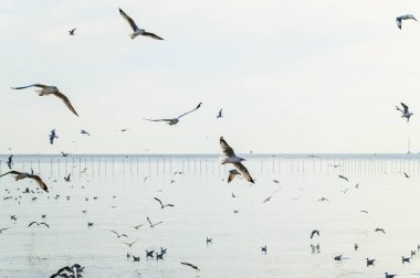 Kuşlar, martılar, uçmak, kalacak yer, tatil köyleri, Bang Pu, Samut Prakan, Tayland