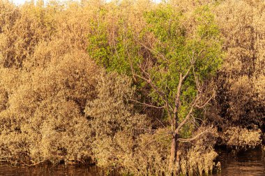 Mangrov ağaçları mangrov ormanları