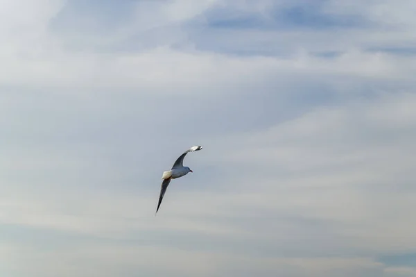 Birds Seagulls Flying Accommodation Resorts Bang Samut Prakan Thailand — Stock Photo, Image