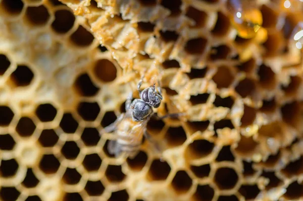 ハニカムの野生のミツバチマクロは — ストック写真