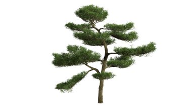 Beyaz arkaplanda 3 boyutlu ağaçlar