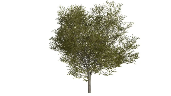 白色背景的3D树 — 图库照片