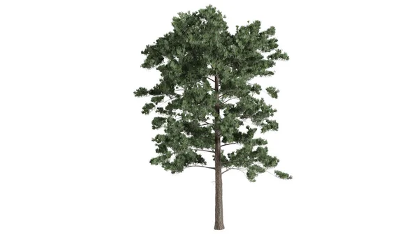 Beyaz Arkaplanda Boyutlu Ağaçlar — Stok fotoğraf