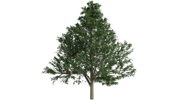 白い背景の3D木 — ストック写真