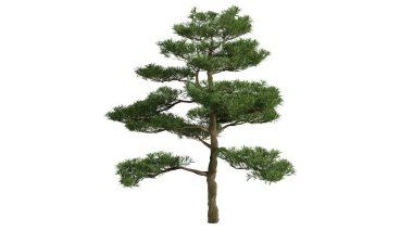 3 Boyutlu Ağaçlar Arkaplan Sahnesi Beyaz