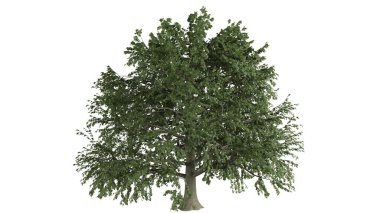 3 Boyutlu Ağaçlar Arkaplan Sahnesi Beyaz