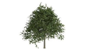 3 Boyutlu Ağaçlar Arkaplan Sahnesi Beyaz