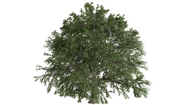 3 Boyutlu Ağaçlar Arkaplan Sahnesi Beyaz