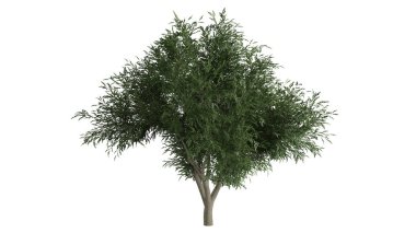 3 Boyutlu Ağaçlar Arkaplan Sahnesi Beyaz