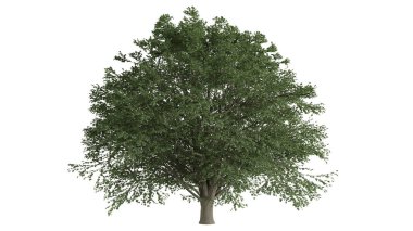 3 Boyutlu Ağaçlar Arkaplan Sahnesi Beyaz