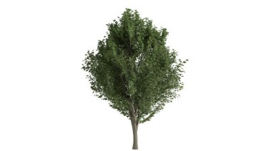 3 Boyutlu Ağaçlar Arkaplan Sahnesi Beyaz