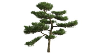 3 Boyutlu Ağaçlar Arkaplan Sahnesi Beyaz