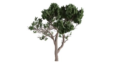 3 Boyutlu Ağaçlar Arkaplan Sahnesi Beyaz