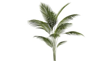 3 Boyutlu Ağaçlar Arkaplan Sahnesi Beyaz